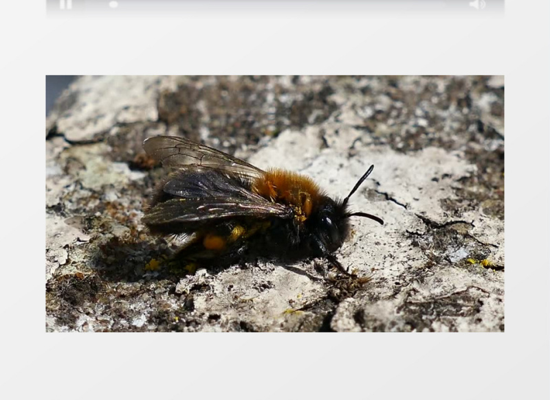 昆虫动物小蜜蜂实拍视频