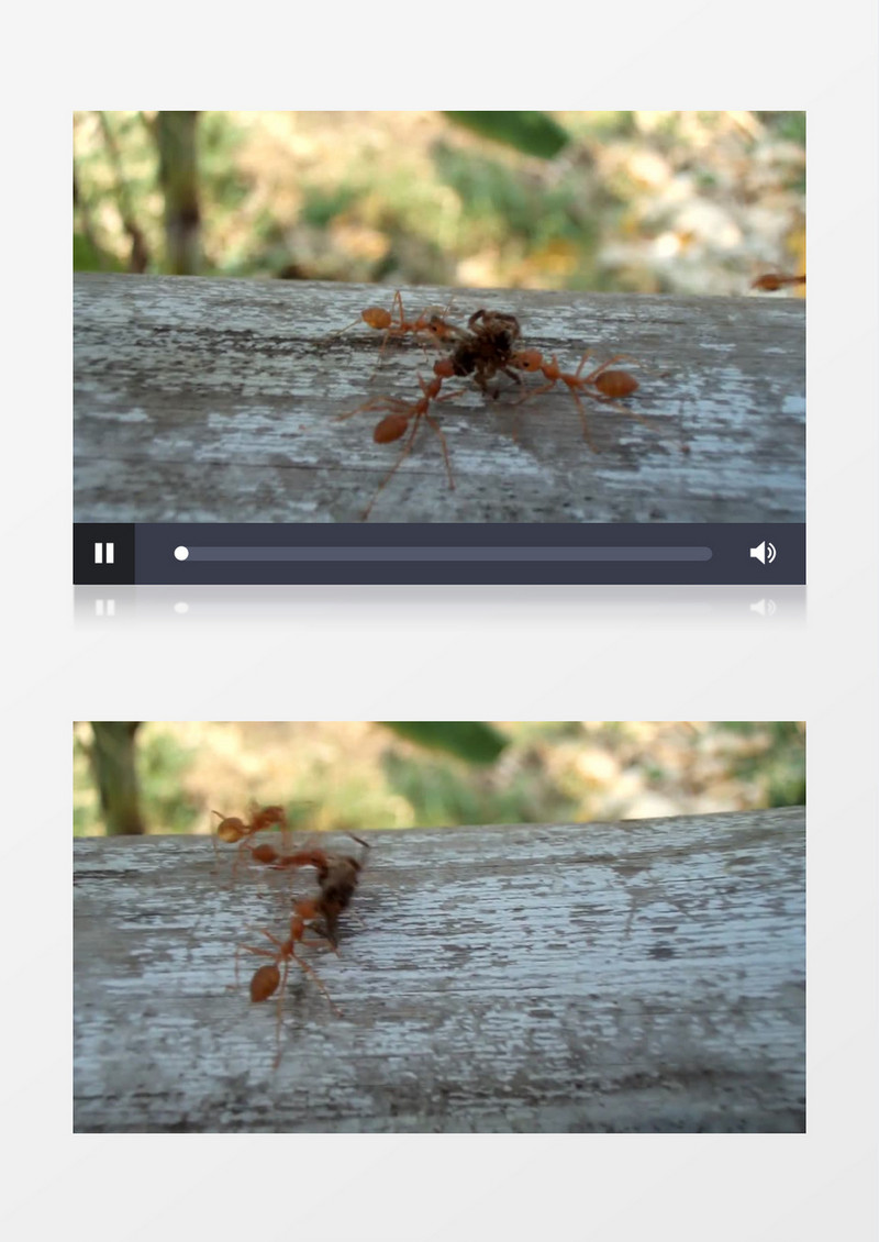 自然界昆虫动物蚂蚁实拍视频