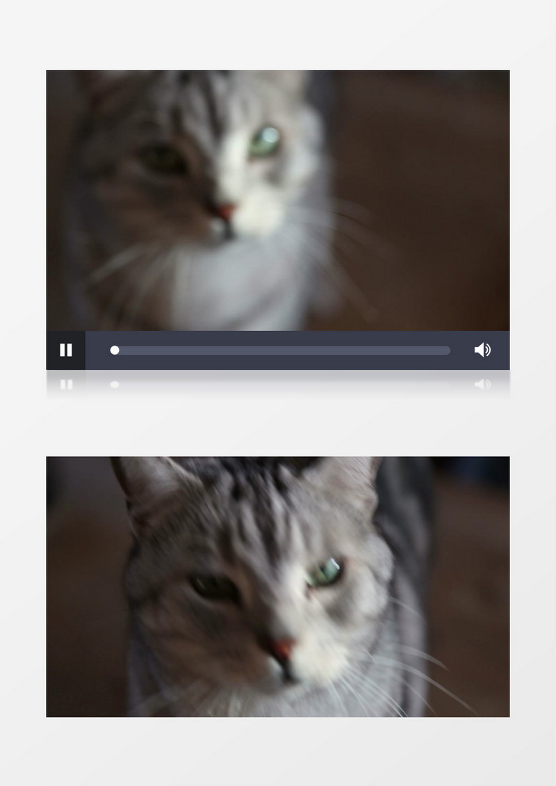 宠物斑猫近距离高清实拍视频素材