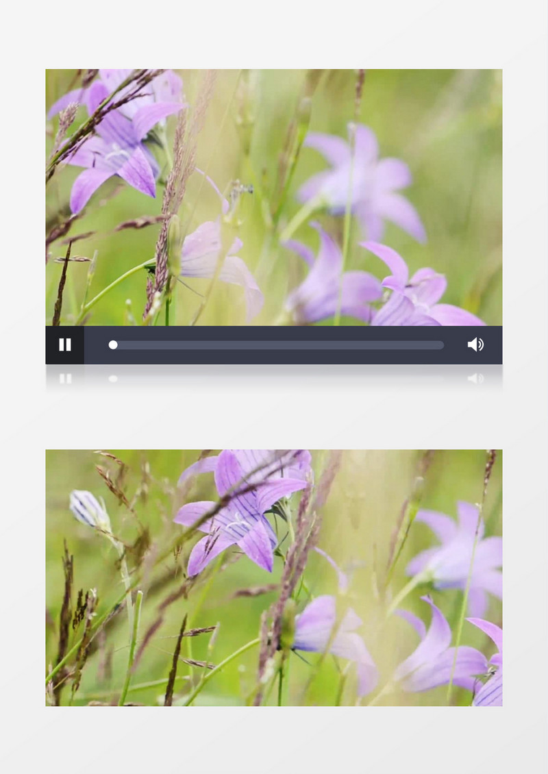 紫色脆弱的花朵特写实拍视频