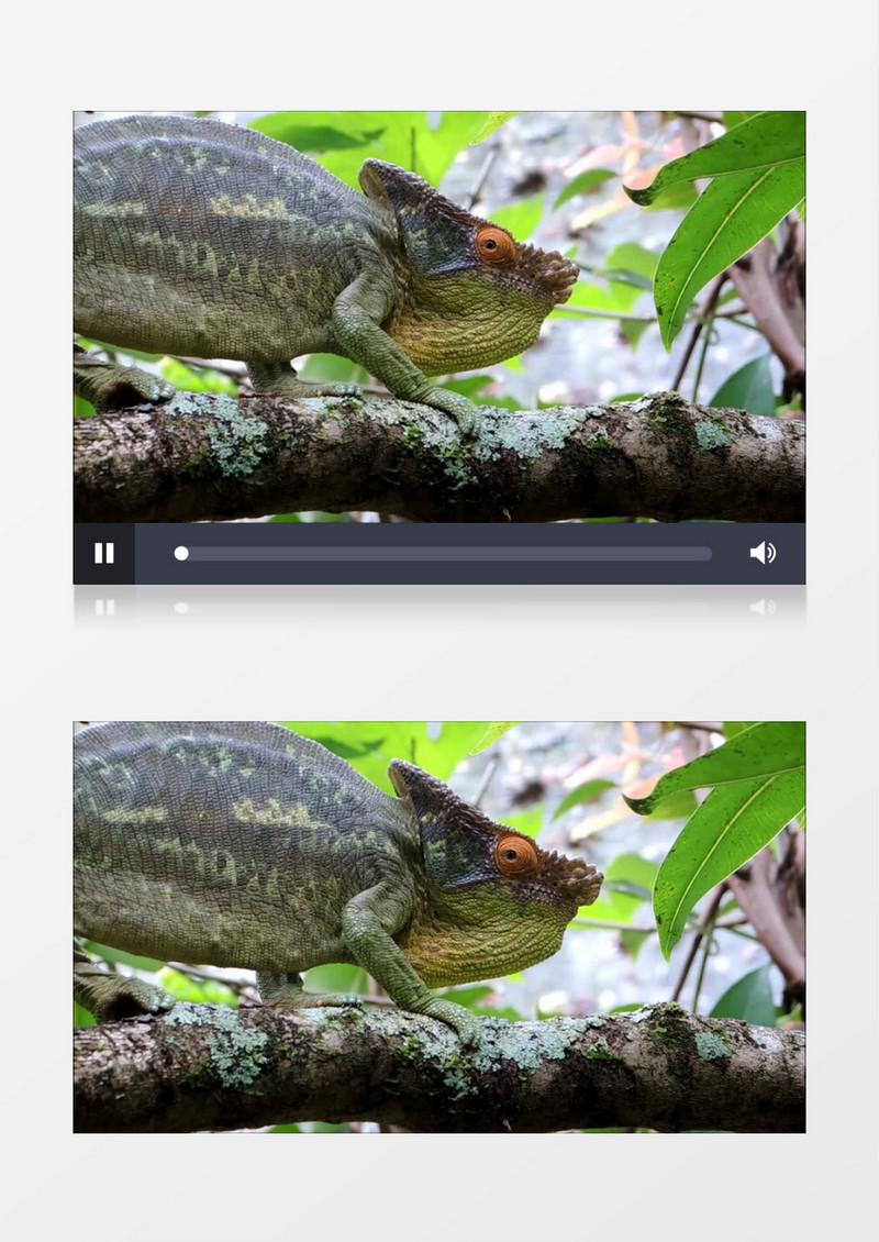 热带雨林爬行动物变色龙实拍视频