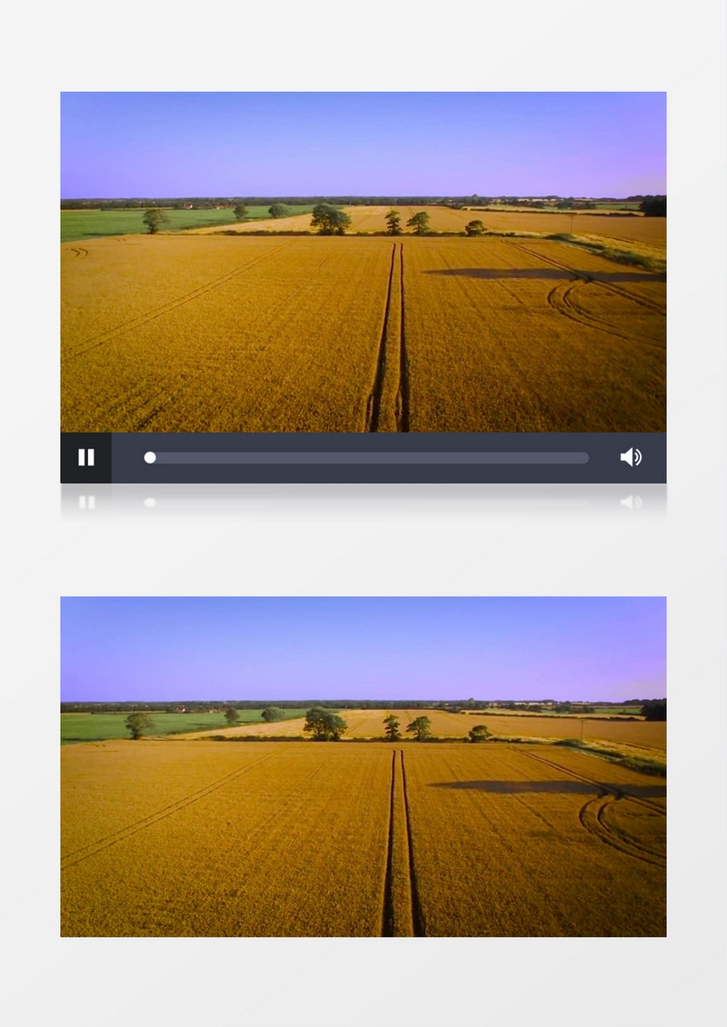 农场大片金黄色成熟的小麦实拍视频