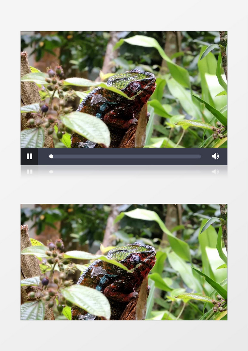 马达加斯加热带雨林里的变色龙实拍视频