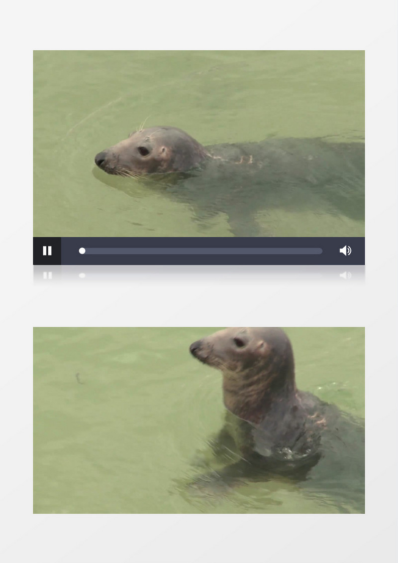 海豹游泳实拍视频