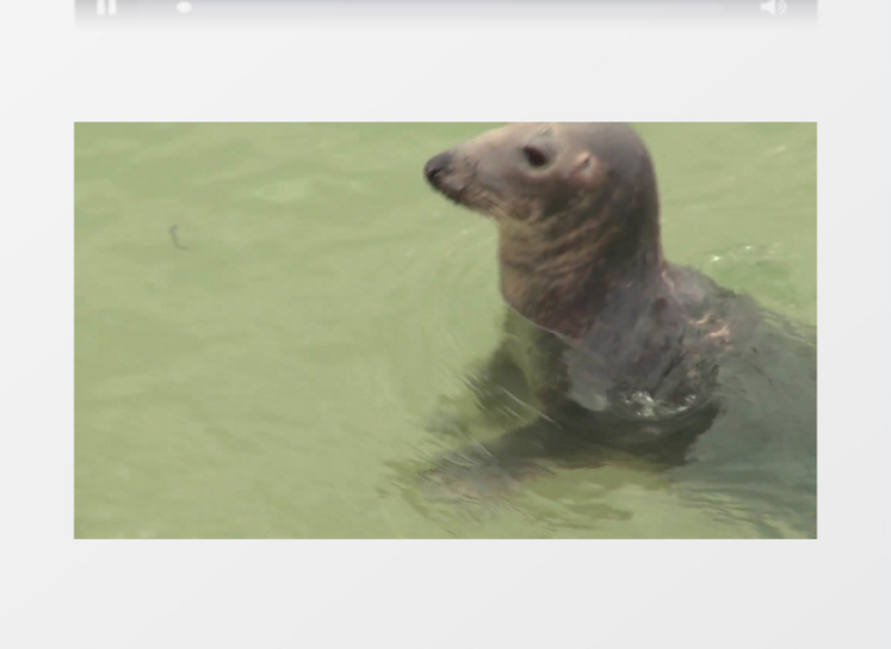 海豹游泳实拍视频