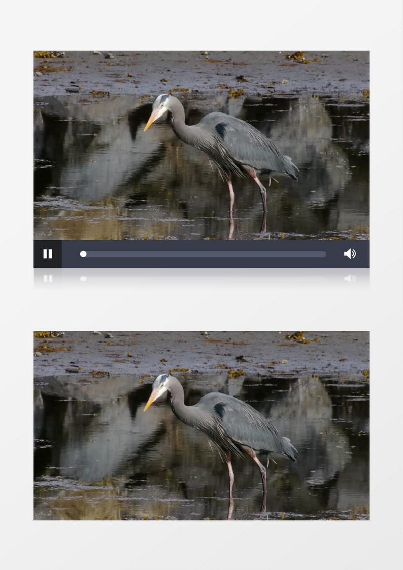 湖边野生动物狩猎实拍视频