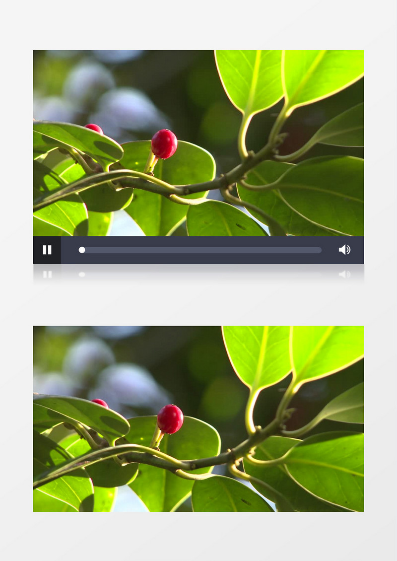 自然界有毒的红色水果浆果实拍视频