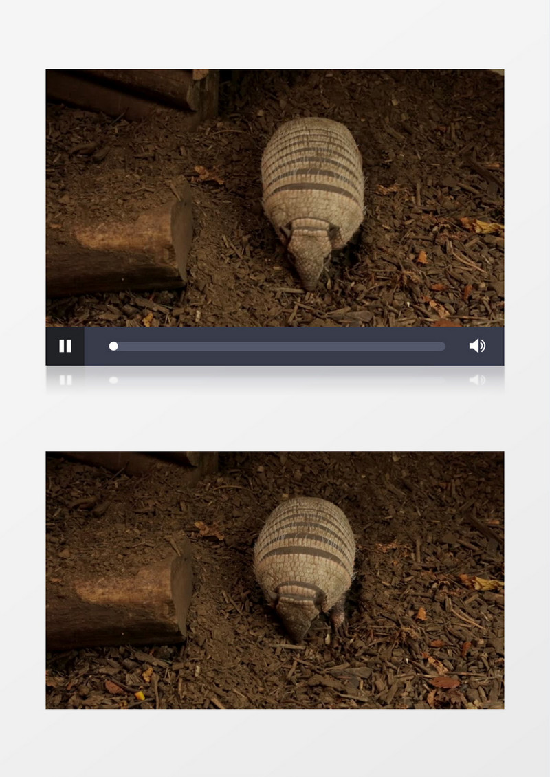  坚韧的棕色犰狳实拍视频