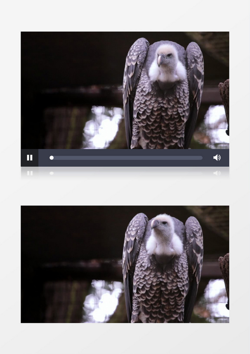  脊椎动物睿智聪明的猎鹰实拍视频