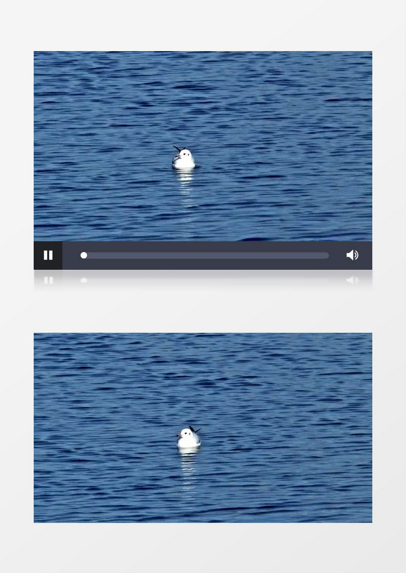 夏季安静水面海鸟游泳实拍视频素材