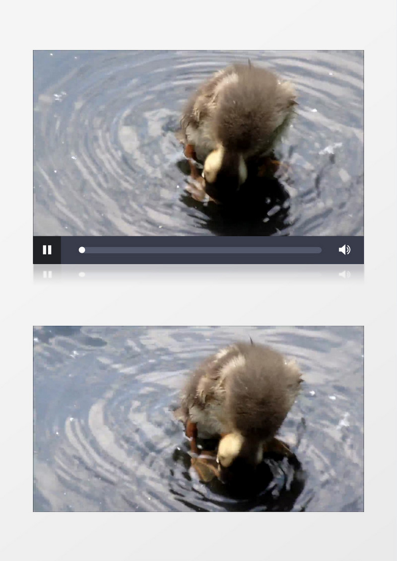 小鸭子在水里捉虫子实拍视频素材