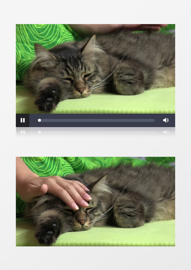 趴着享受爱抚的小猫咪实拍视频素材