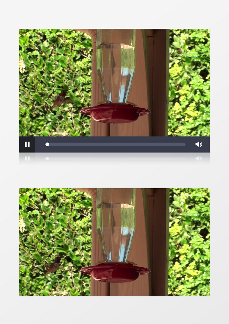 小蜂鸟在喂水器旁边不断徘徊实拍视频素材