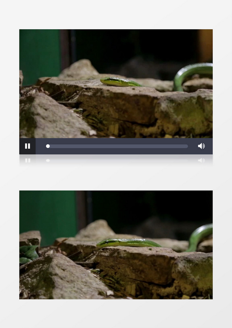 有毒的爬行动物绿色的蛇实拍视频
