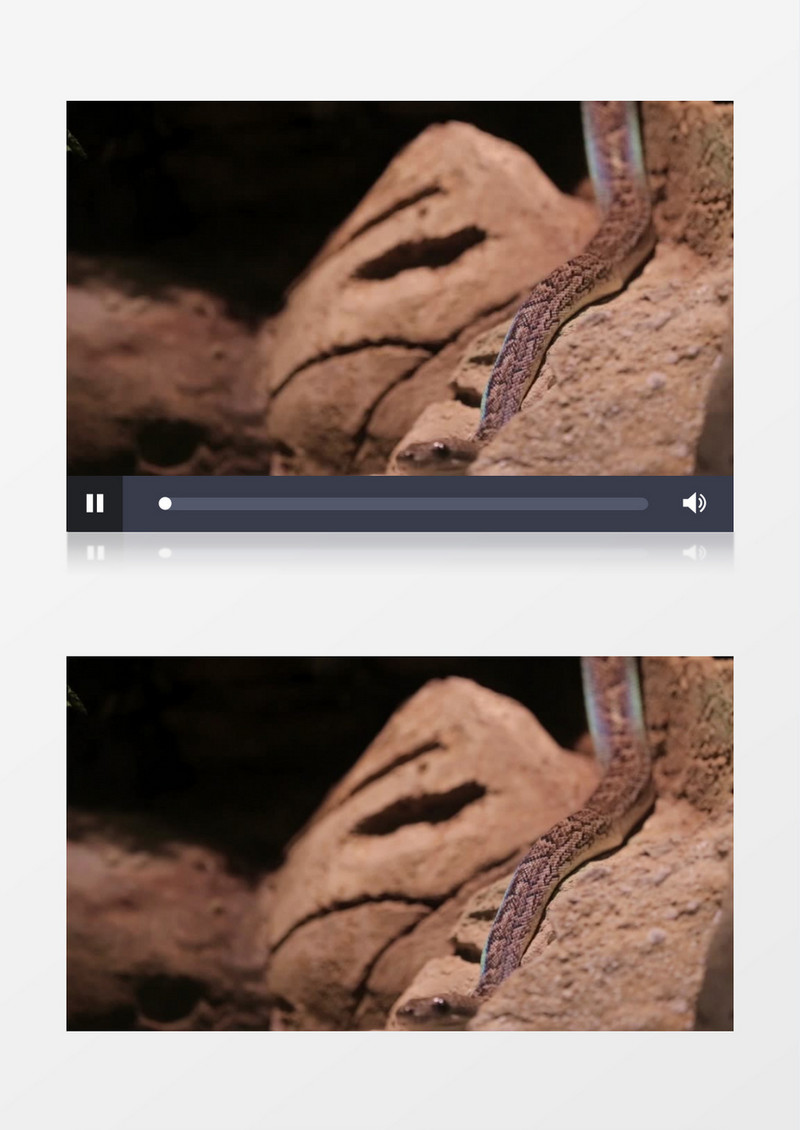 有的的棕色的爬行动物蛇实拍视频