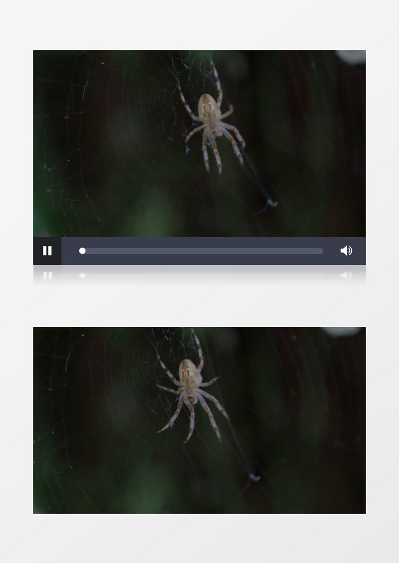高清近距离特写拍摄无脊椎动物蜘蛛结网实拍视频素材