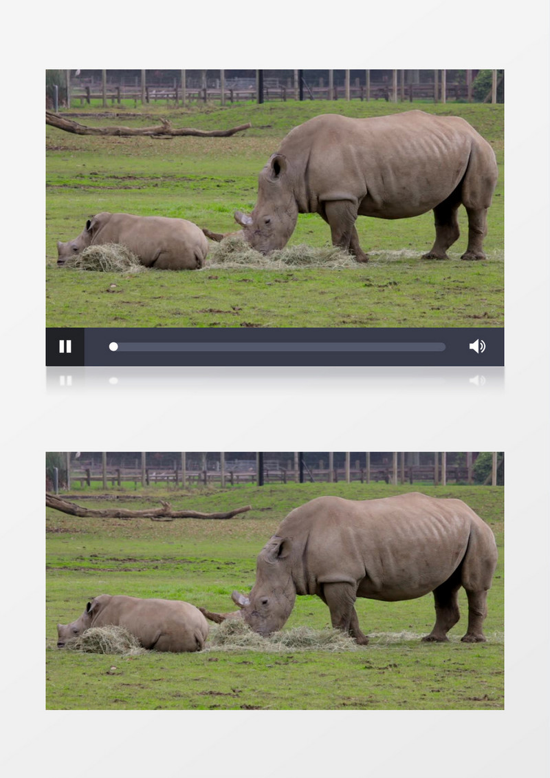 自然界野生动物犀牛实拍视频
