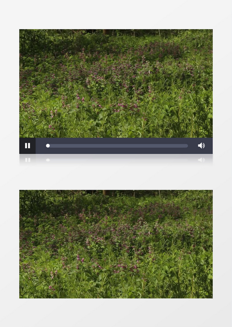 风吹灌木丛实拍视频MP4