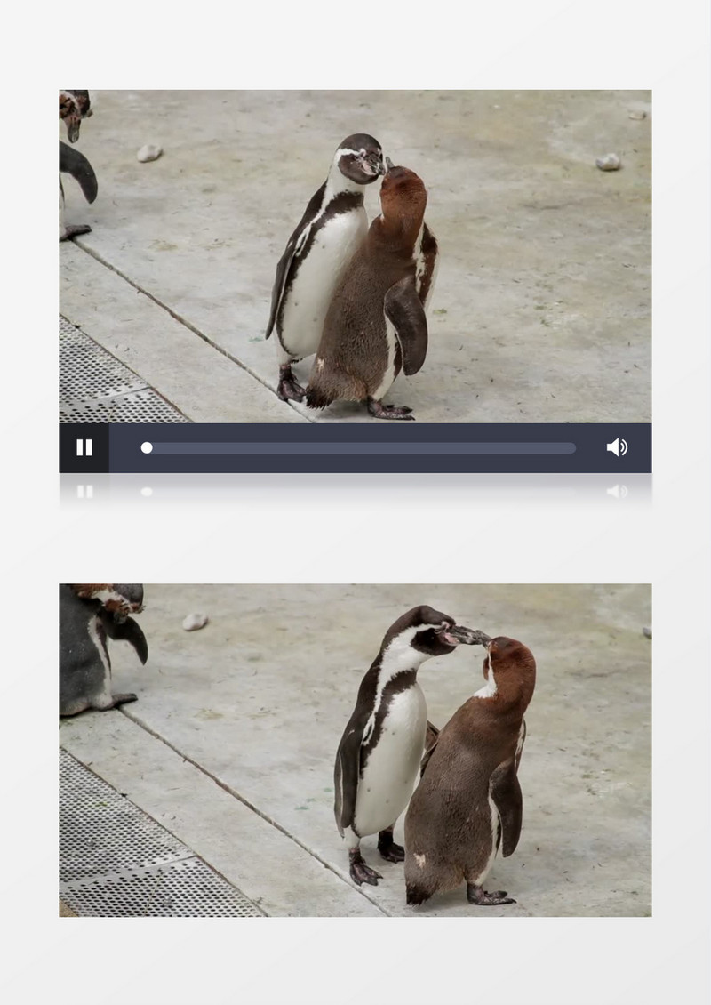 动物园里的动物企鹅实拍视频