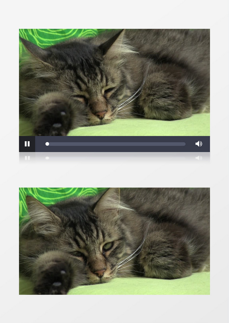 可爱的小猫在睡觉实拍视频素材
