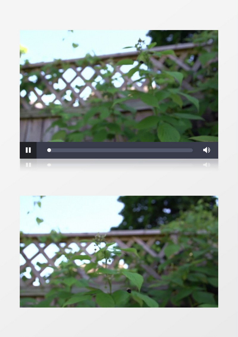 模糊散景拍摄户外夏天昆虫大黄蜂授粉实拍视频素材