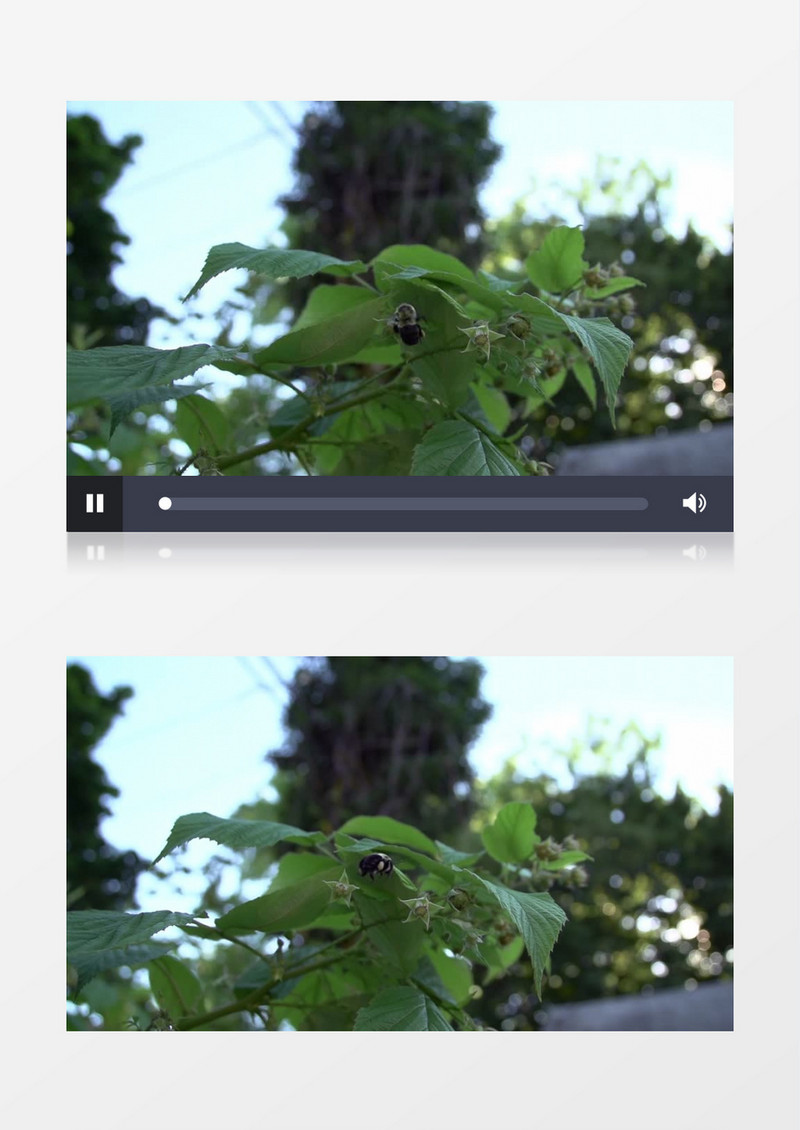 近距离特写拍摄户外夏天大黄蜂在灌木丛授粉实拍视频素材