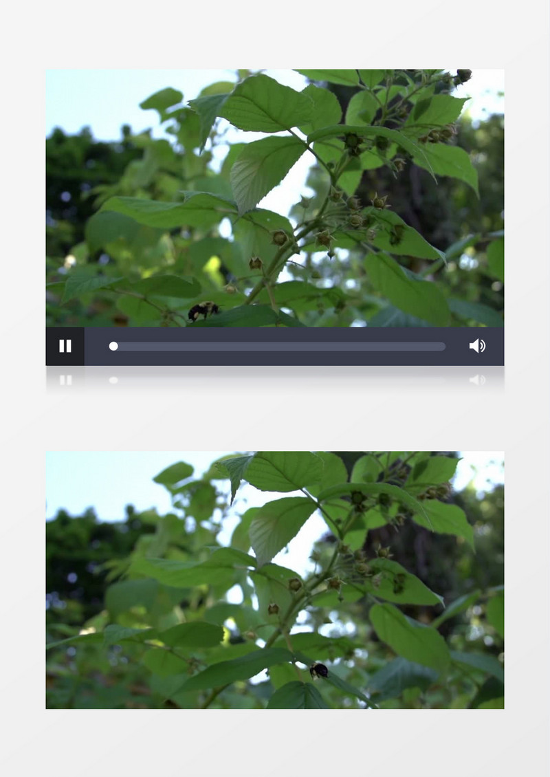 近距离特写拍摄夏天户外昆虫蜜蜂授粉实拍视频素材