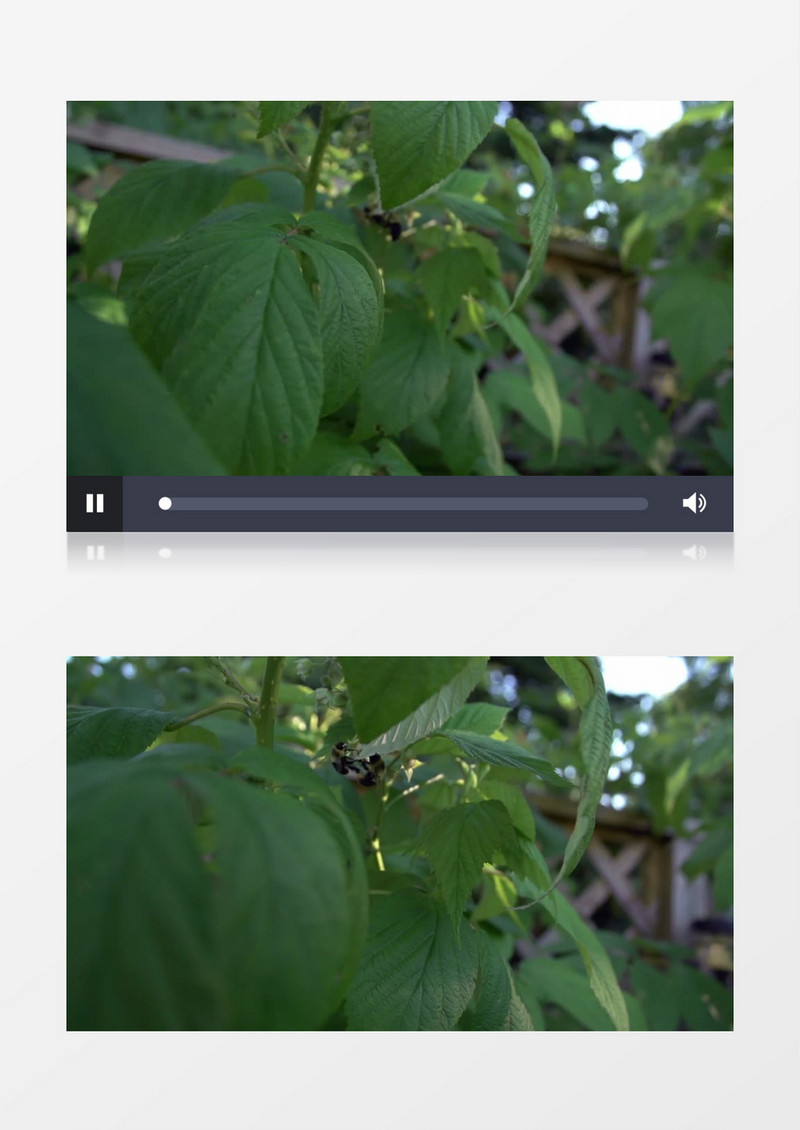 近距离拍摄灌木丛昆虫大黄蜂蜜蜂授粉实拍视频素材