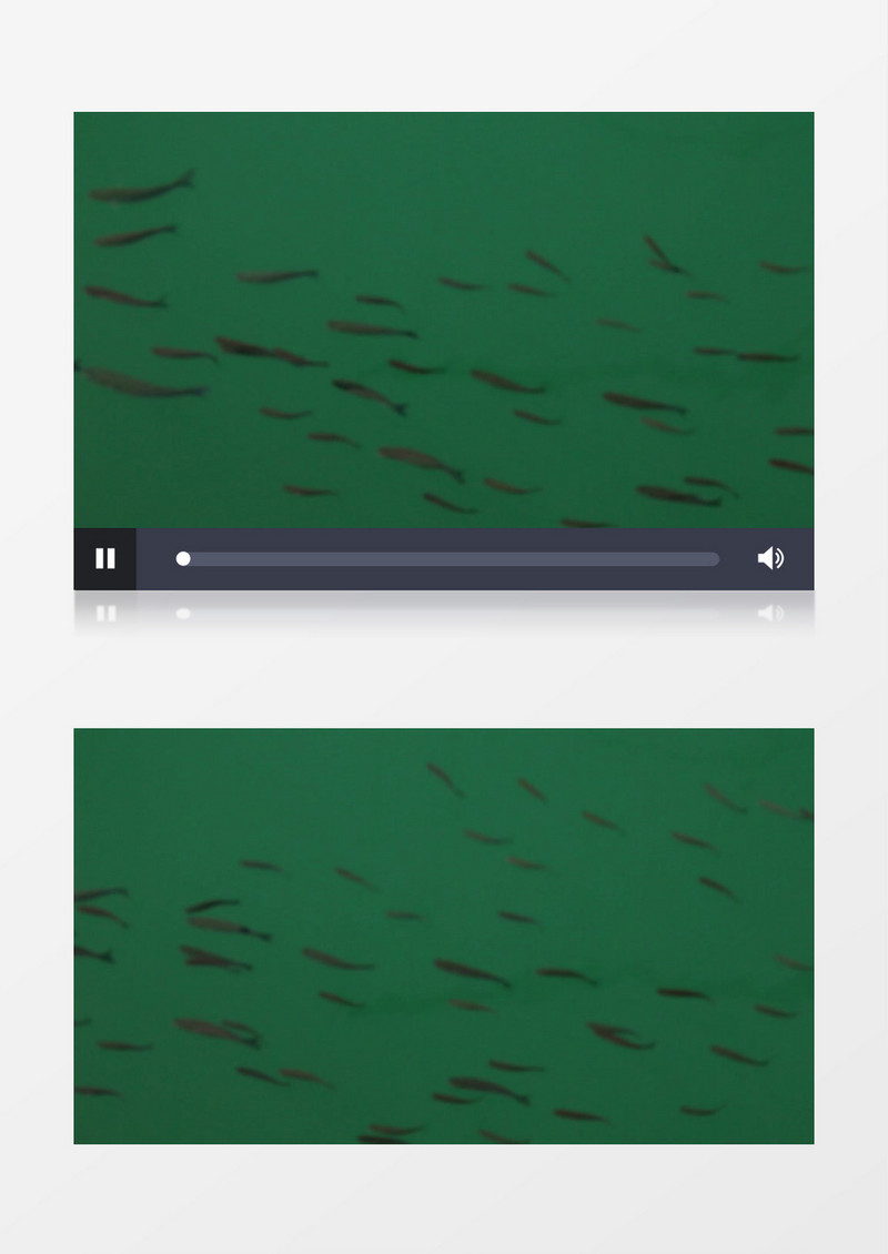 海洋热那亚海底鱼群实拍视频素材