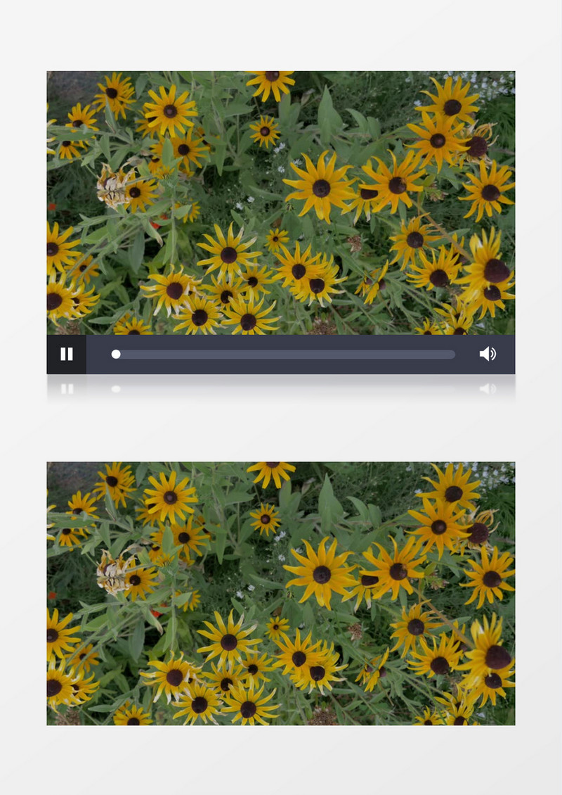 公园花园黄色的向日葵雏菊实拍视频素材