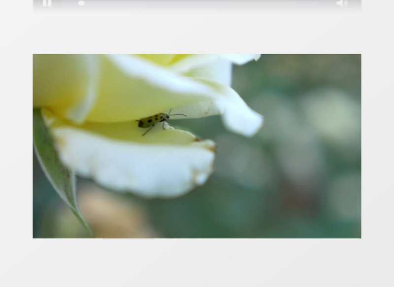 公园花园玫瑰花上的甲虫实拍视频素材