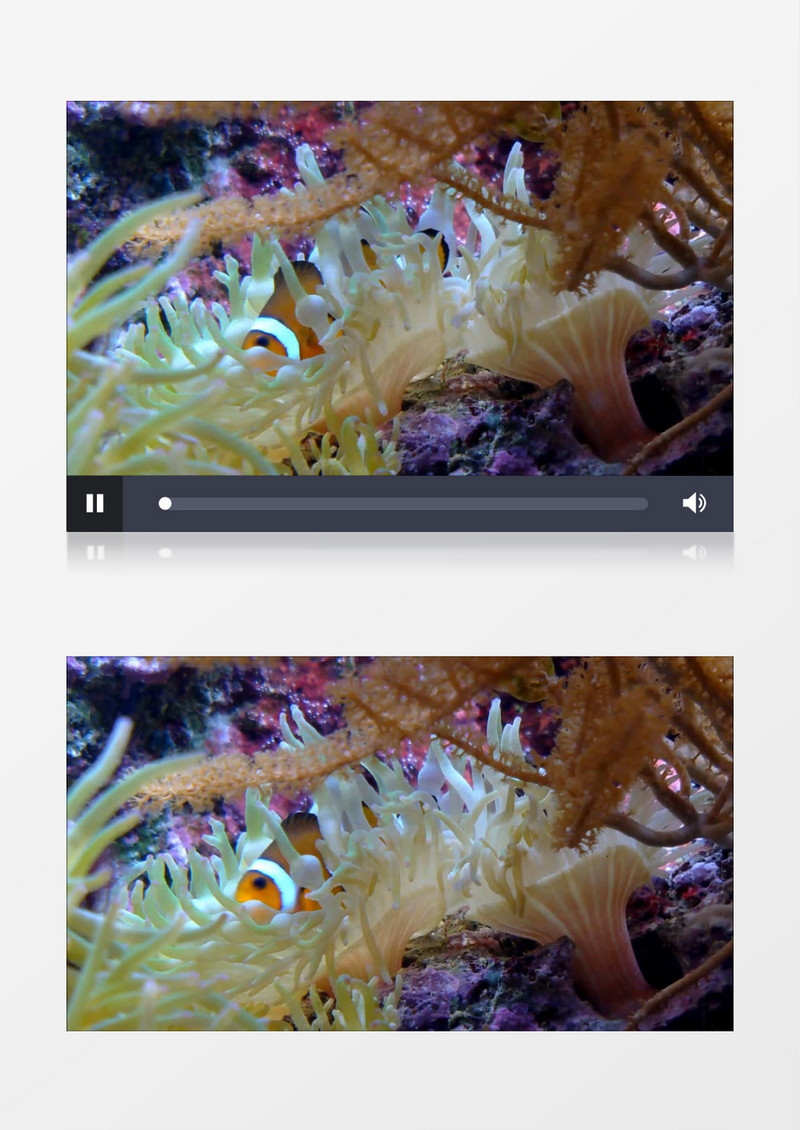 丰富多彩海底生物小丑鱼实拍视频素材