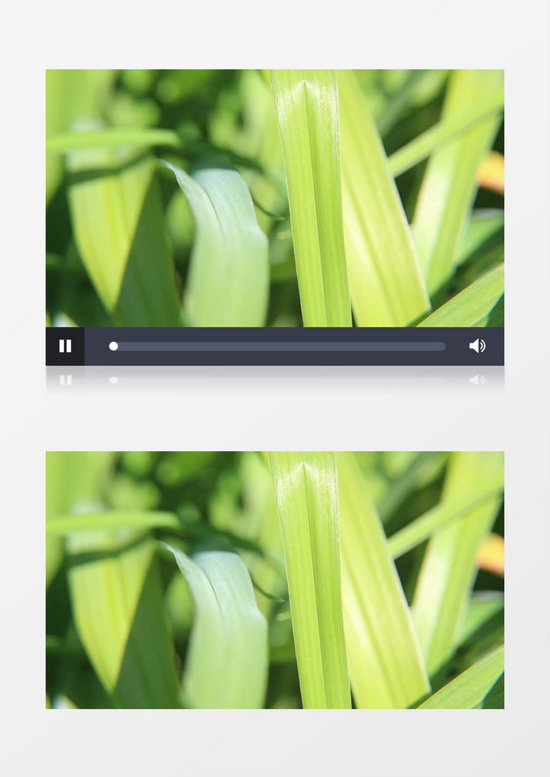 大自然绿色植物实拍视频素材