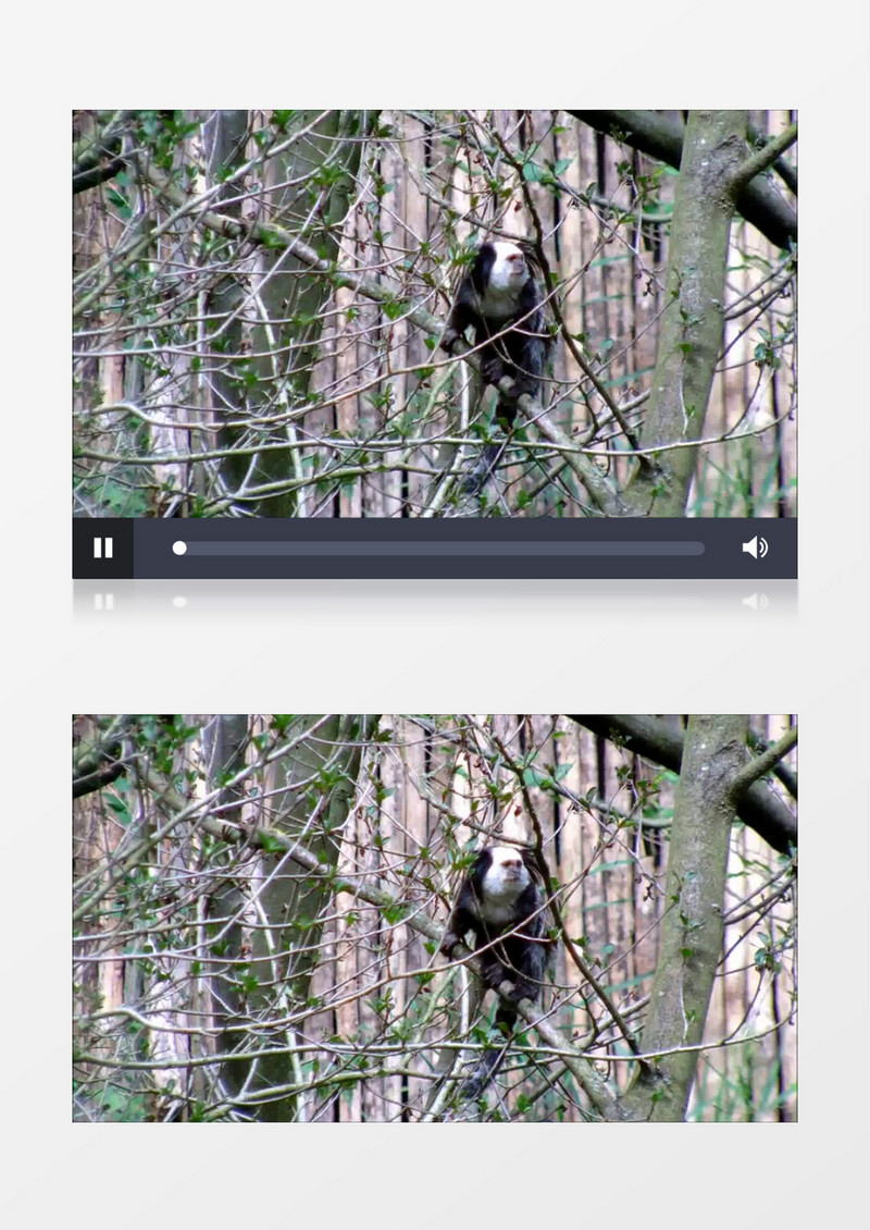 野生动物园灵长类动物实拍视频素材