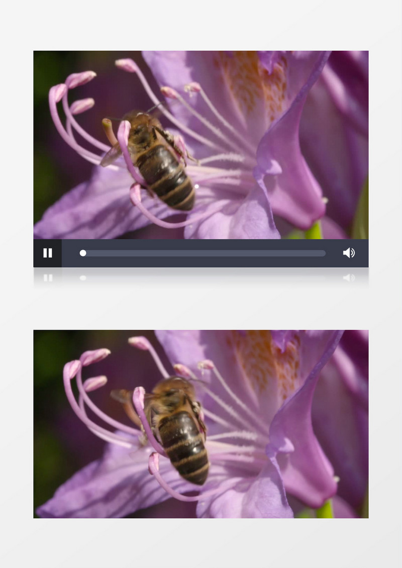 花园昆虫蜜蜂鲜花采蜜特写实拍视频素材