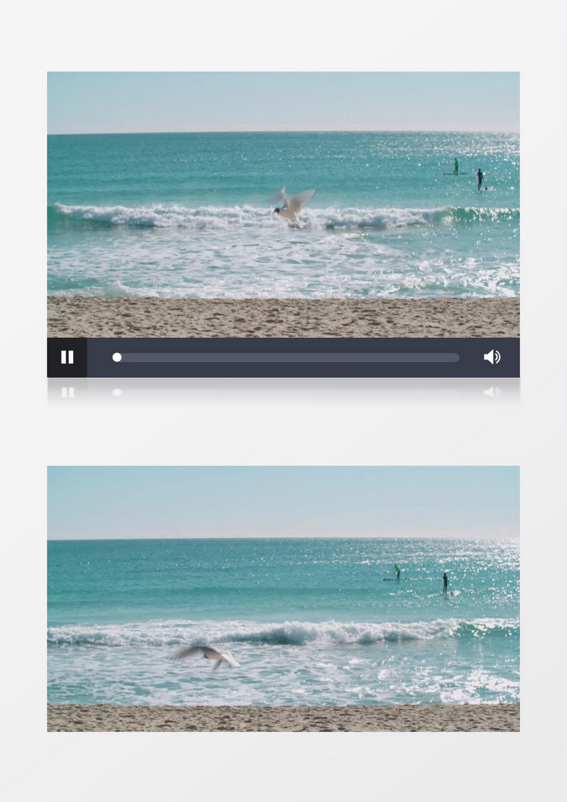 海边飞腾的小鸟实拍视频素材