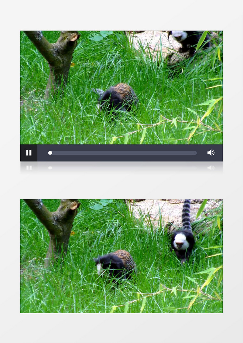 野生动物园灵长类动物实拍视频素材