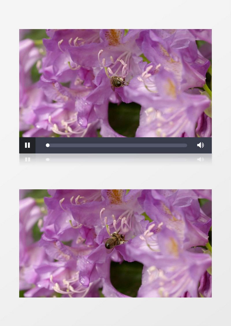 鲜花花蕊蜜蜂采蜜实拍视频素材