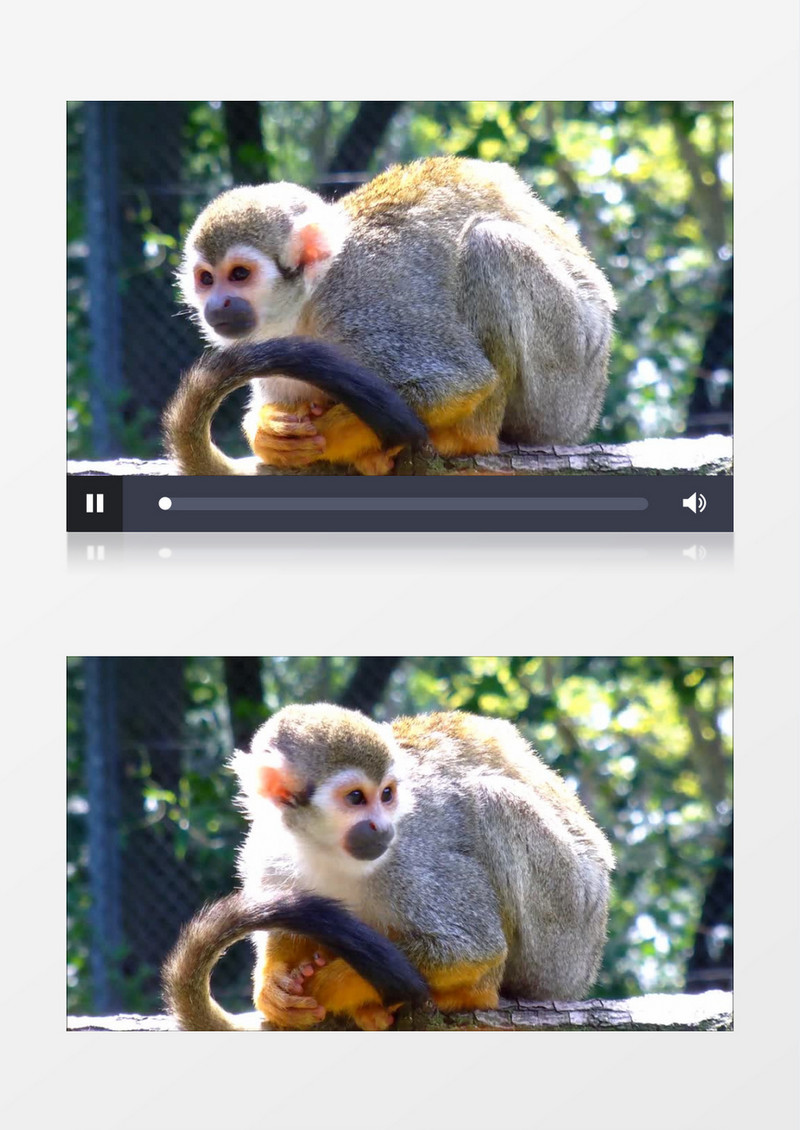 野生公园灵长类金丝猴实拍视频素材