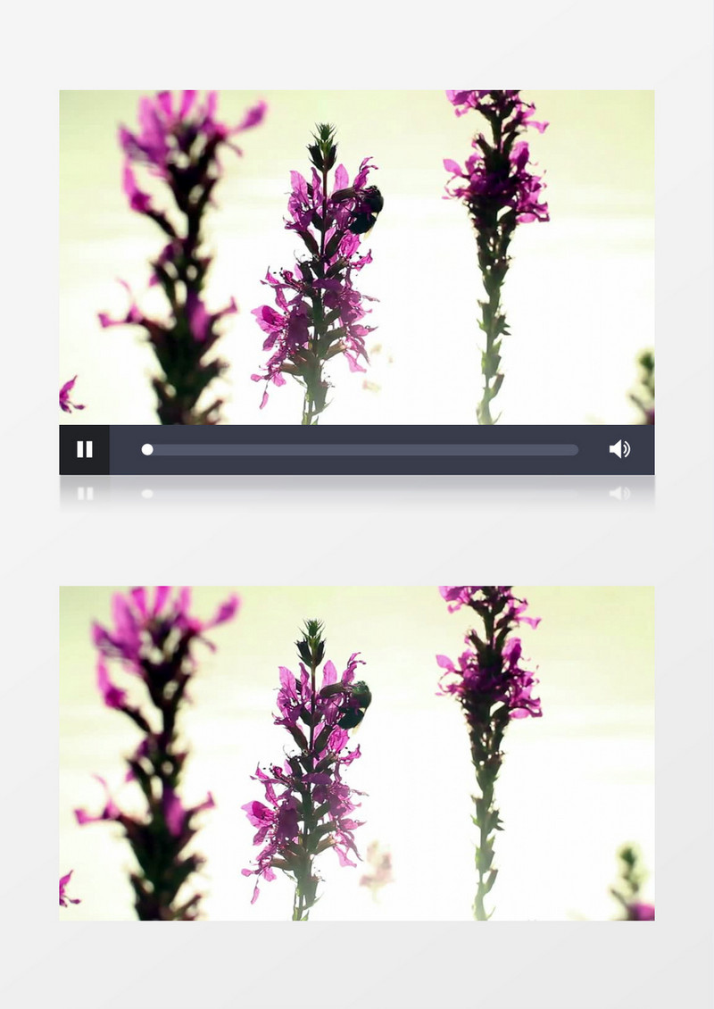 花园鲜花蜂蜜采蜜高清实拍视频素材