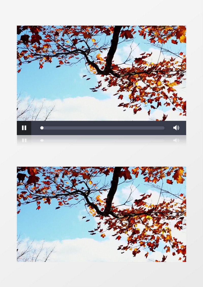 风吹红叶实拍视频MP4