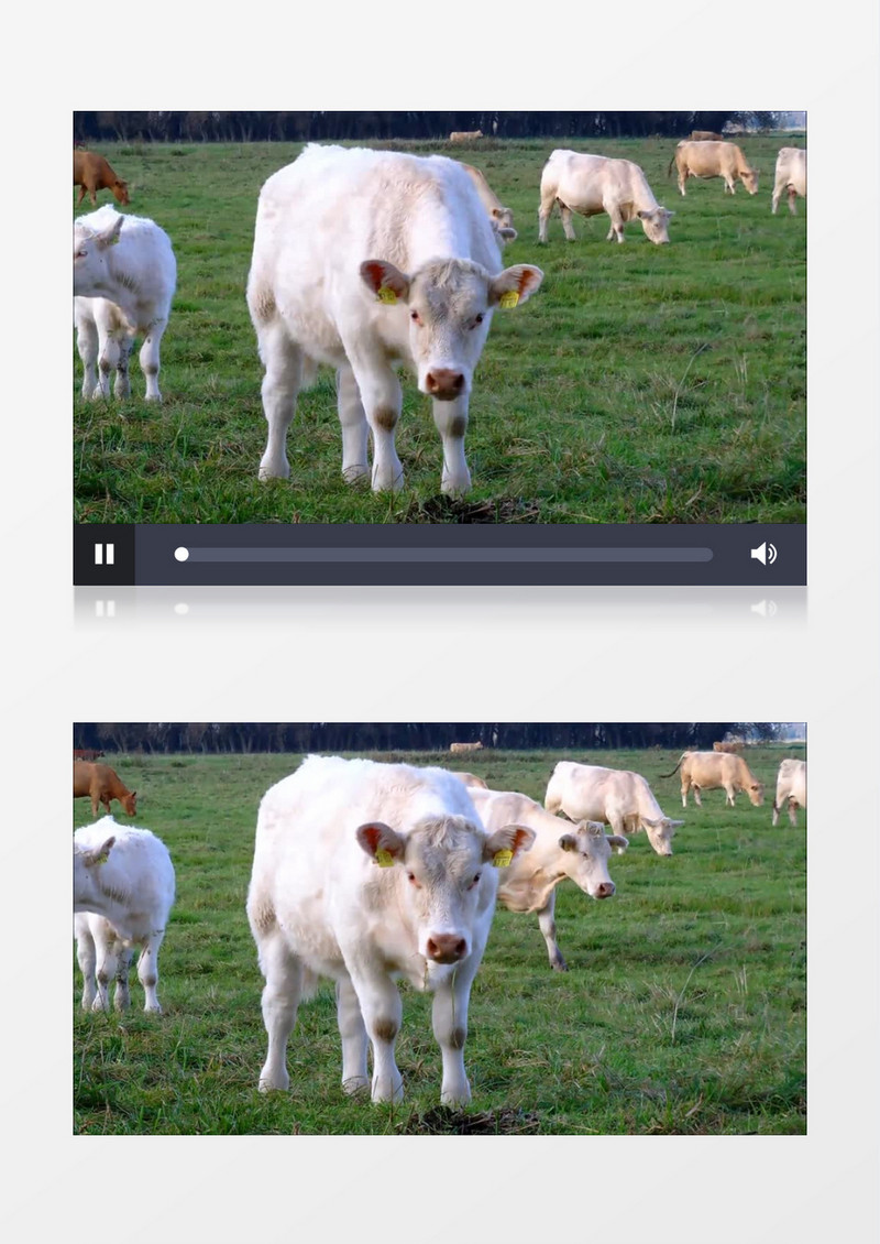 一群白色的牛低头吃草实拍视频