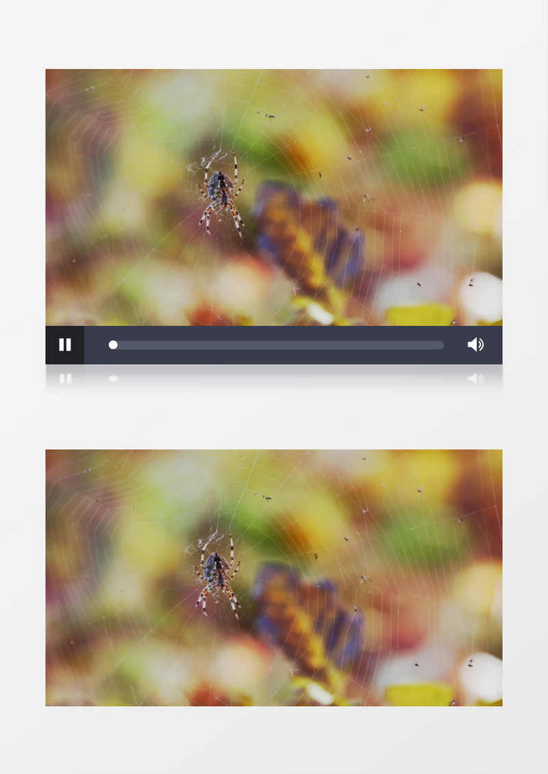 模糊散景拍摄秋天蜘蛛网上的蜘蛛实拍视频素材
