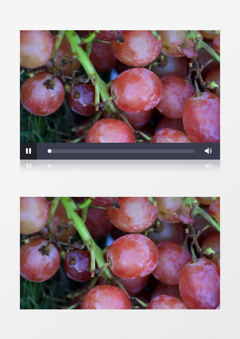 特写拍摄花园里新鲜的葡萄实拍视频素材