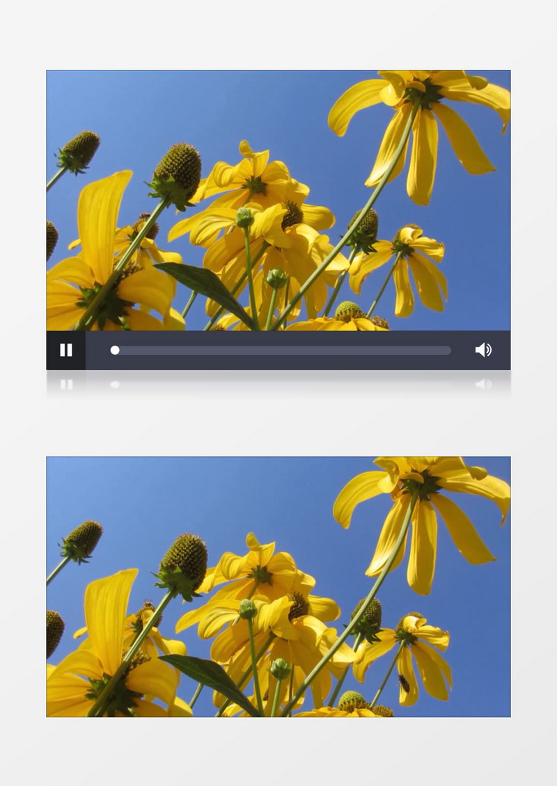 特写拍摄夏天户外黄色的雏菊实拍视频素材