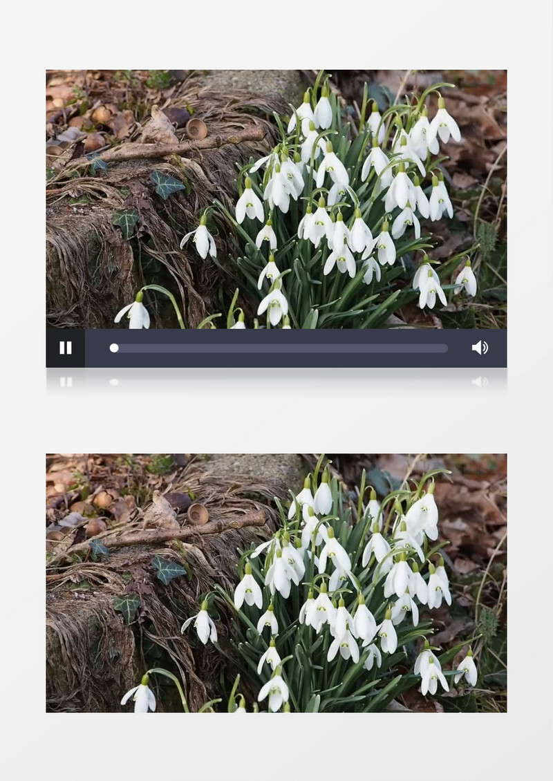 花园田野小花花莲实拍视频素材