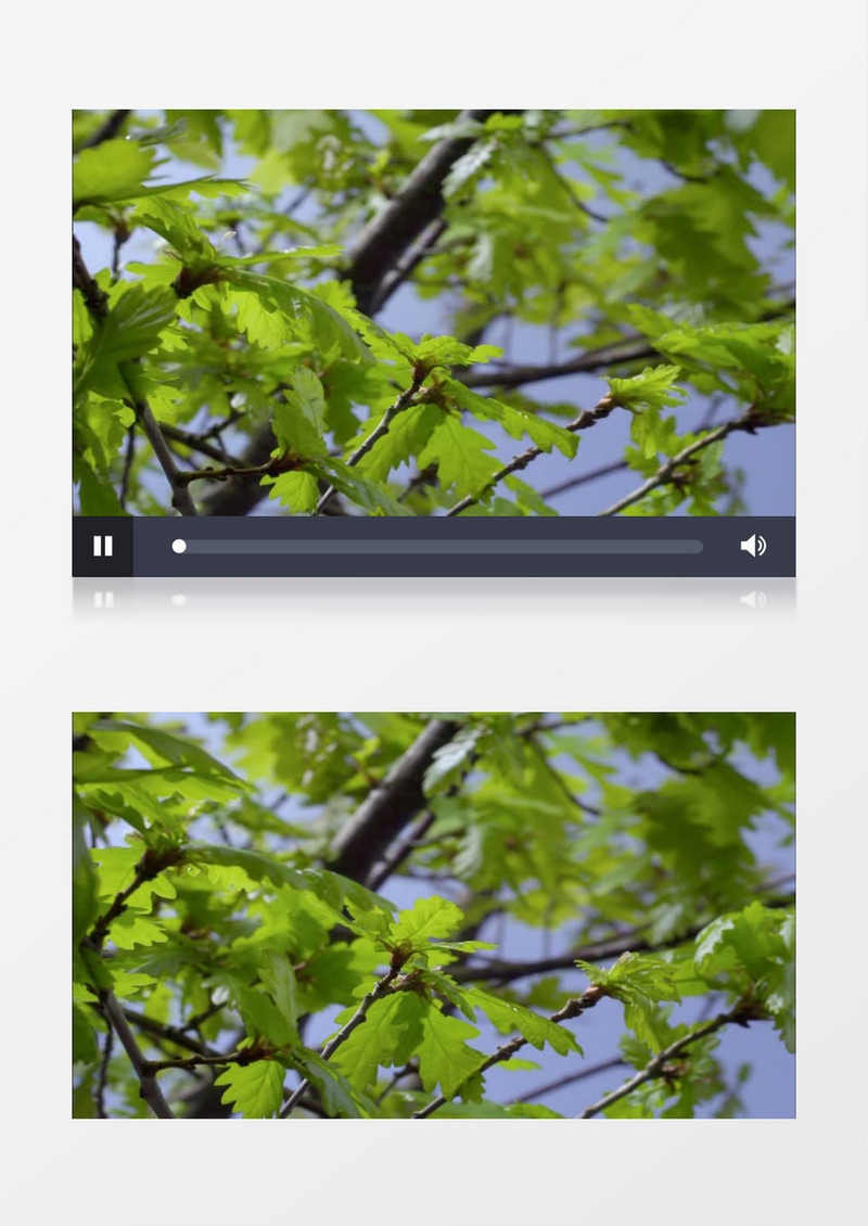 阳光风吹树叶实拍视频素材