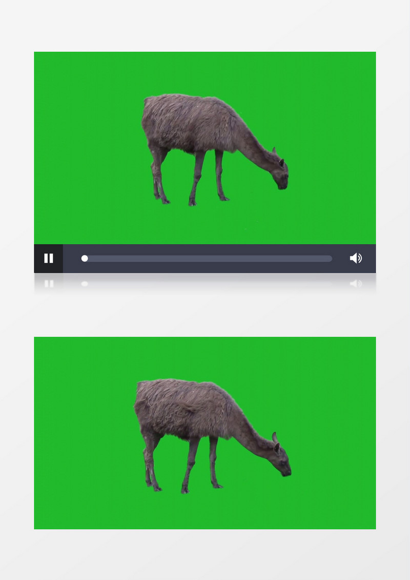 羊驼抠像素材后期制作素材MP4