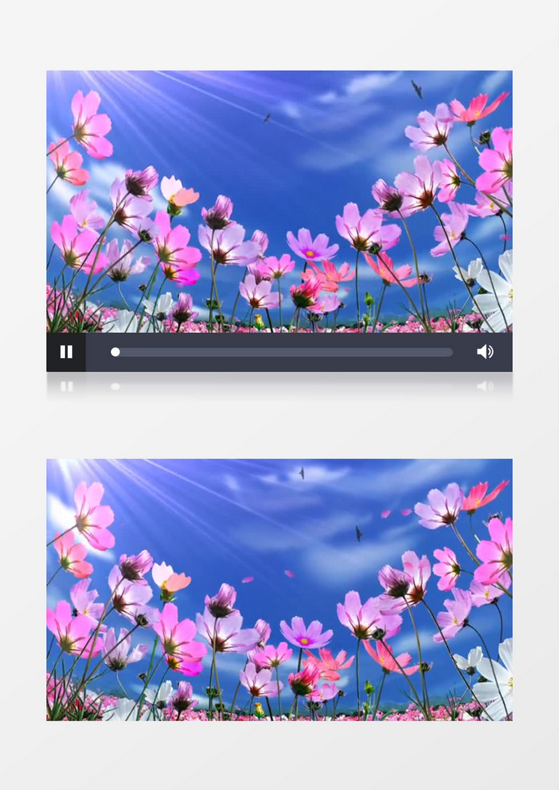 唯美格桑花花海视频素材