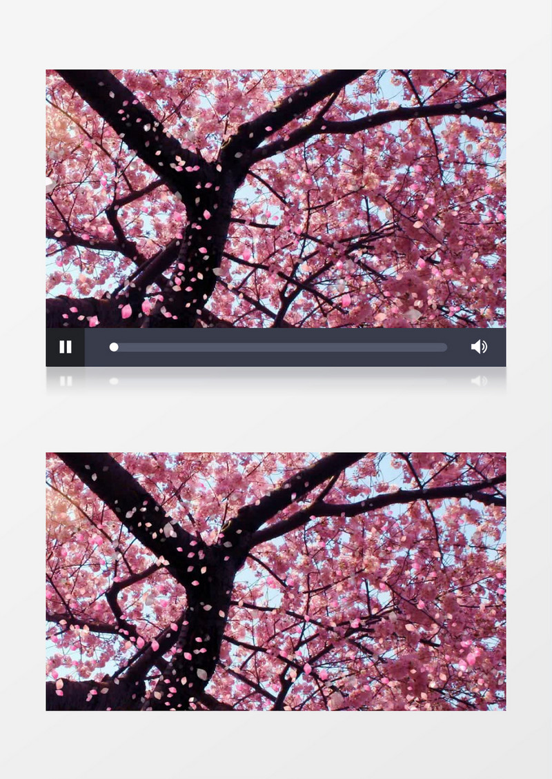 唯美清新樱花飘落视频素材
